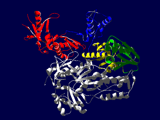 逆転写酵素の立体構造