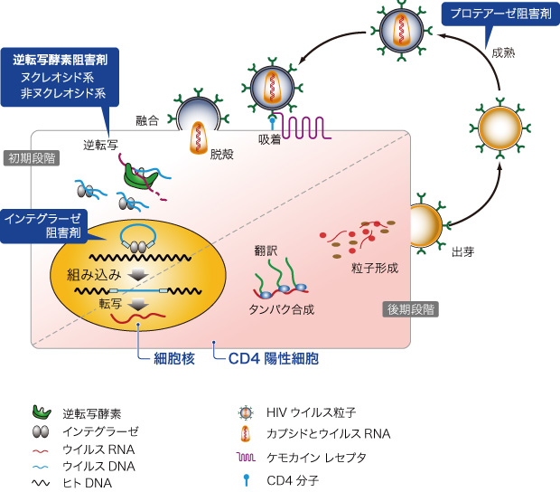 図1　現在使用されている抗HIV治療薬剤の種類と作用点