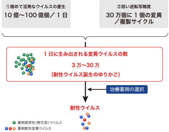 図5　なぜHIV-1は薬剤耐性を獲得しやすいのか？