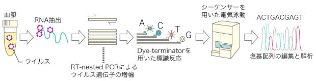 図：薬剤耐性遺伝子型検査の流れ