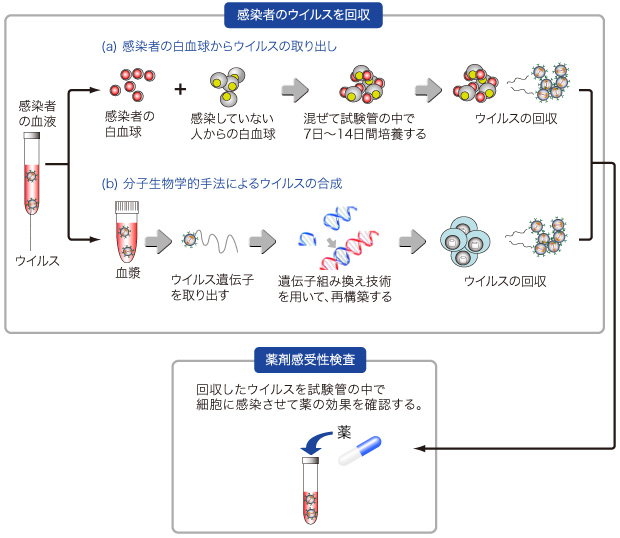 図：薬剤感受性検査の流れ
